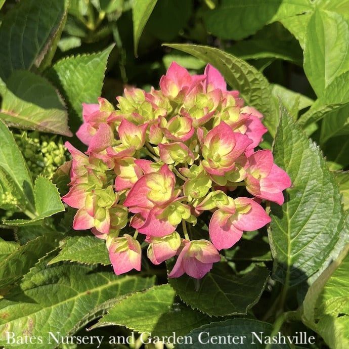 #3 Hydrangea mac Let&#39;s Dance &#39;Arriba!&#39;/ Bigleaf/ Mophead Rebloom Blue to Pink