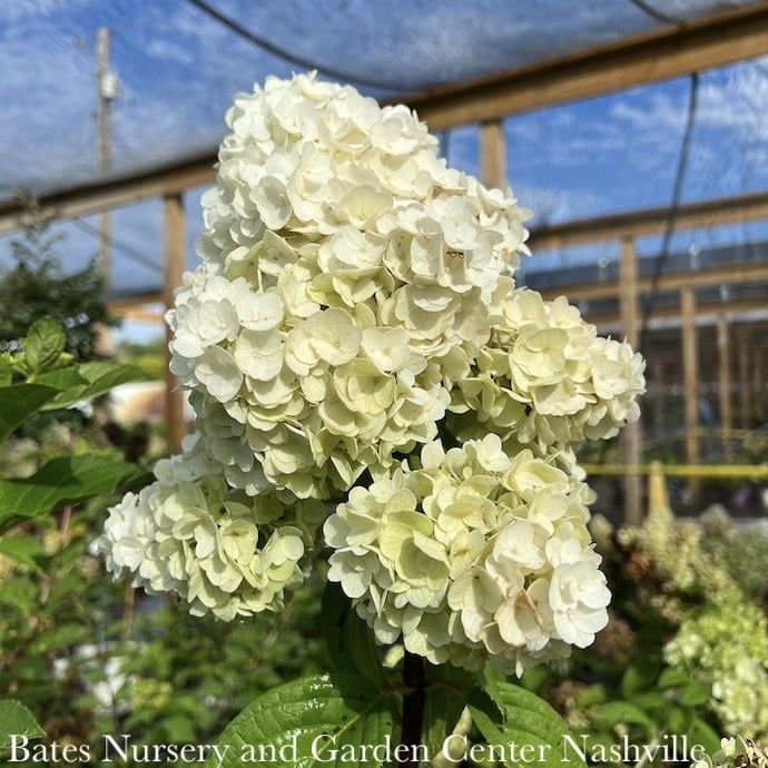 #2 Hydrangea pan Lavalamp &#39;Moonrock&#39;/ White Panicle