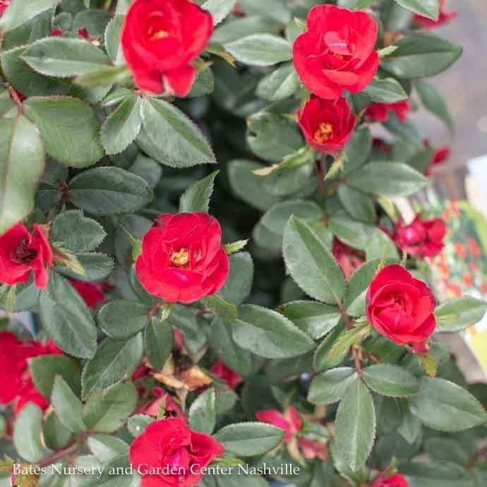 Topiary Patio Tree #2 Rosa Petite Knock Out/ Red Miniature Rose - No Warranty