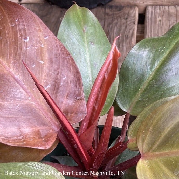 4p! Philodendron McColley&#39;s Finale /Tropical