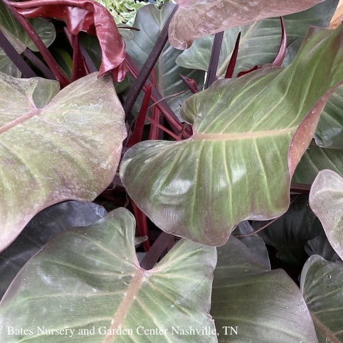 4p! Philodendron McColley&#39;s Finale /Tropical