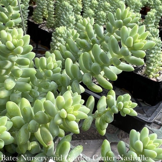 4.5p! Burro&#39;s Tail &#39;Burrito&#39; /Donkey Tail Succulent /Tropical