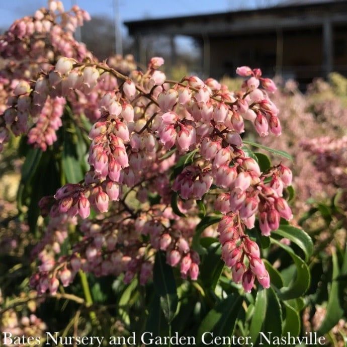 #3 Pieris japonica Valley Rose/ Pink