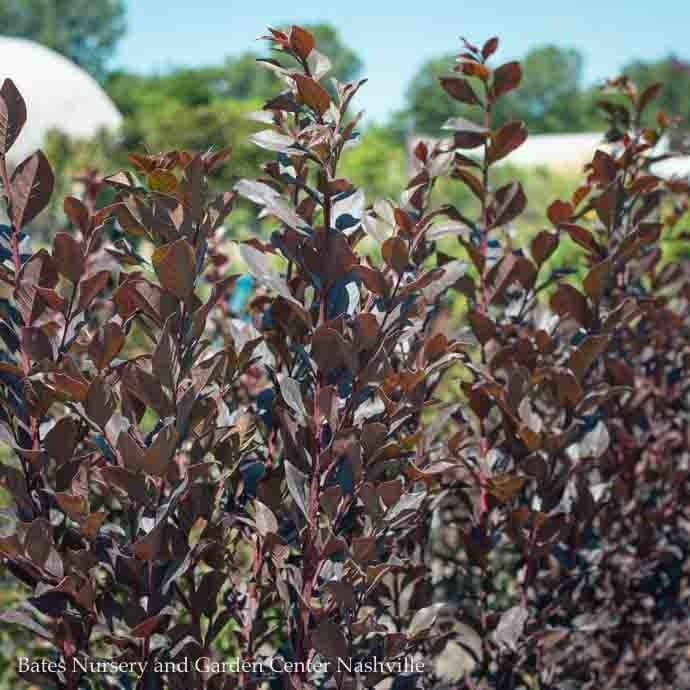 #15 Lagerstroemia Thunderstruck &#39;White LIGHTNING&#39;/ Dark Leaves Crape Myrtle