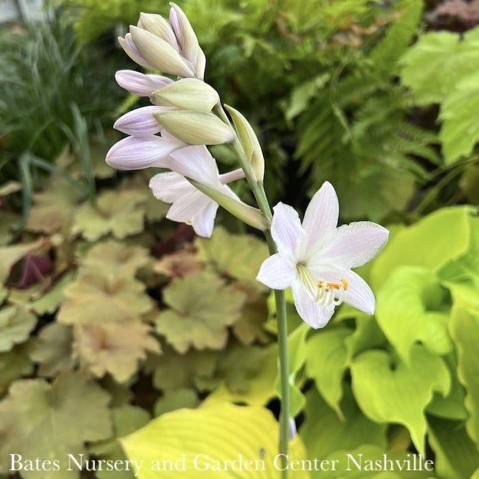 #1 Hosta x PW Shadowland Coast to Coast / Gold
