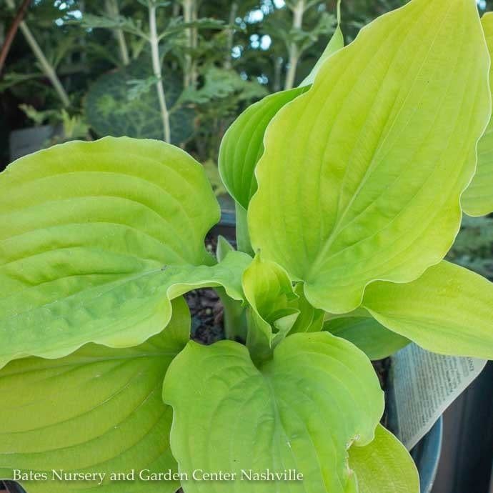#1 Hosta x PW Shadowland Coast to Coast / Gold