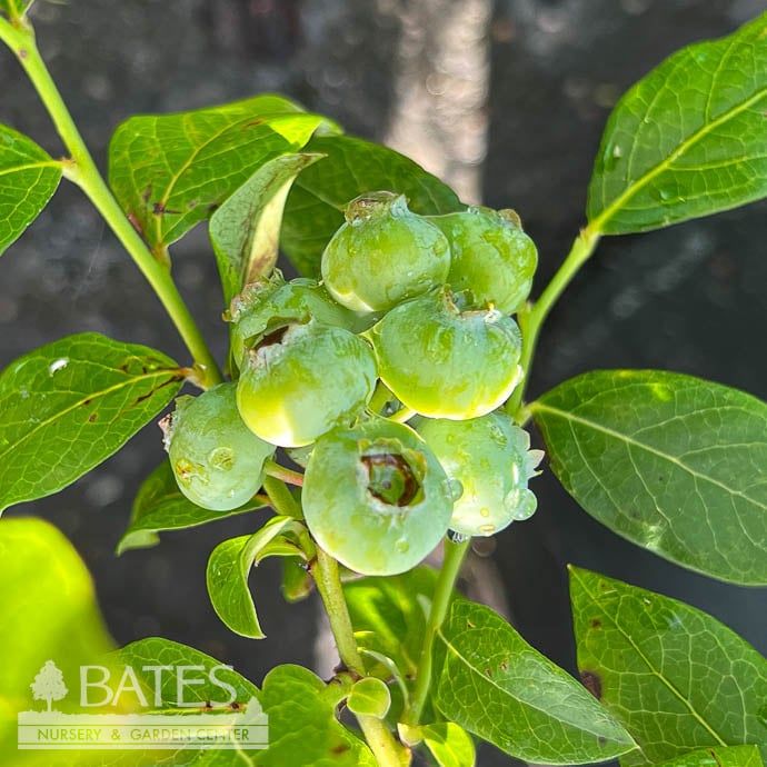 Edible #3 Vaccinium cory Bluecrop/ Northern Highbush Blueberry Native (TN)