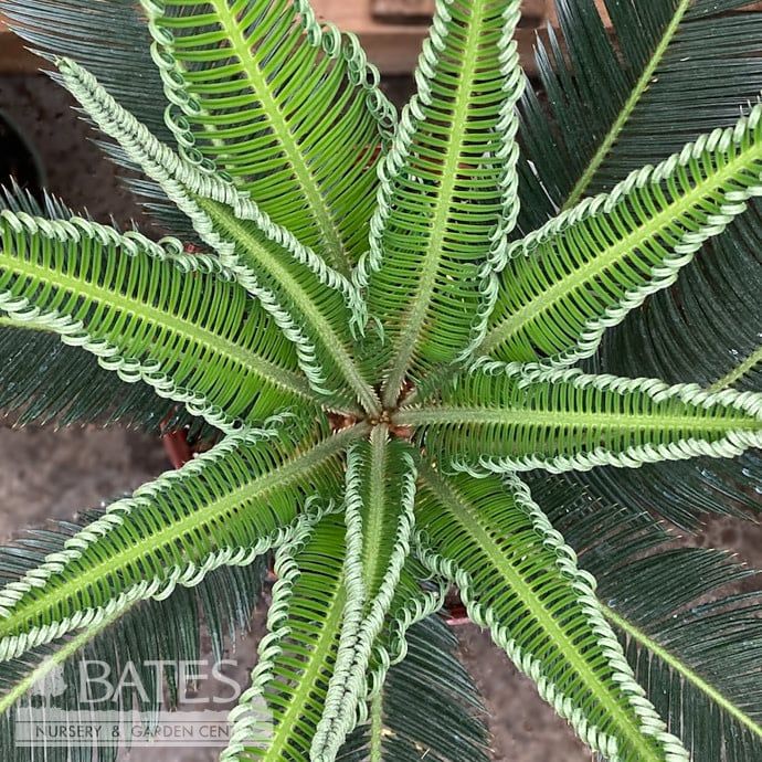 #7/14p! Palm Cycas Revoluta / Sago Palm /Tropical