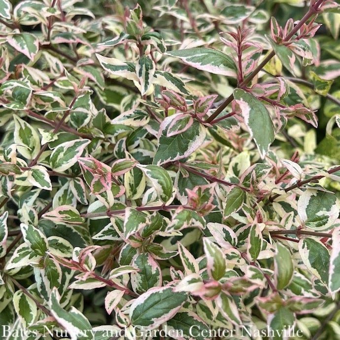 #3 Abelia x grand Mardi Gras/ Variegated Fragrant