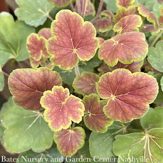 #1 Heuchera x rich Northern Exposure &#39;Sienna&#39;/ Coral Bells
