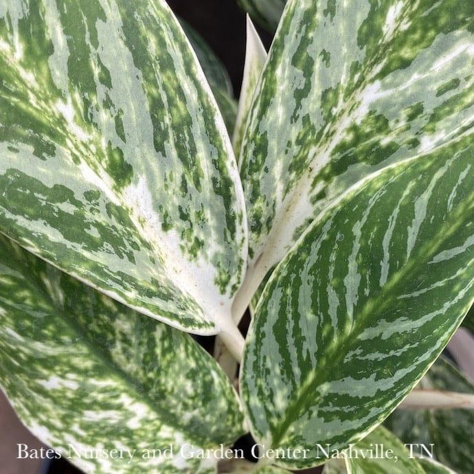 5p! Aglaonema  Golden Madonna / Chinese Evergreen /Tropical
