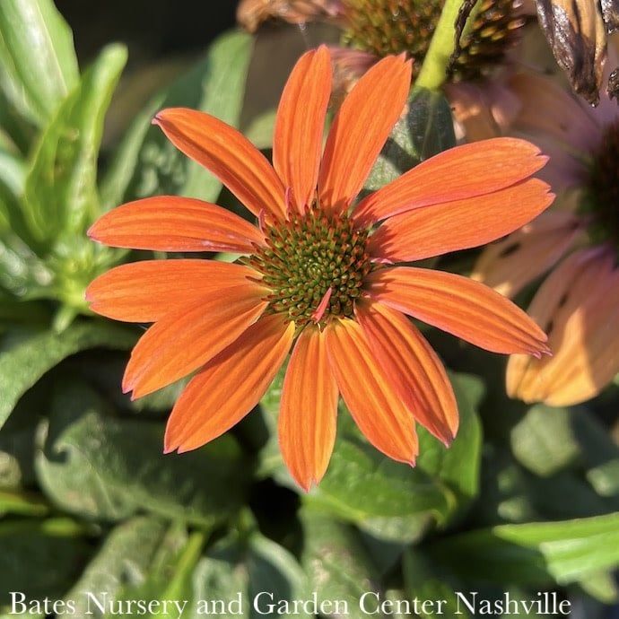 #1 Echinacea x PW Color Coded &#39;Orange You Awesome&#39;/ Coneflower