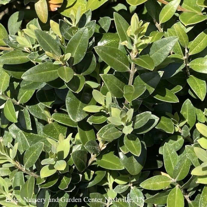 #7 Buxus semp Highlander/ Upright Boxwood