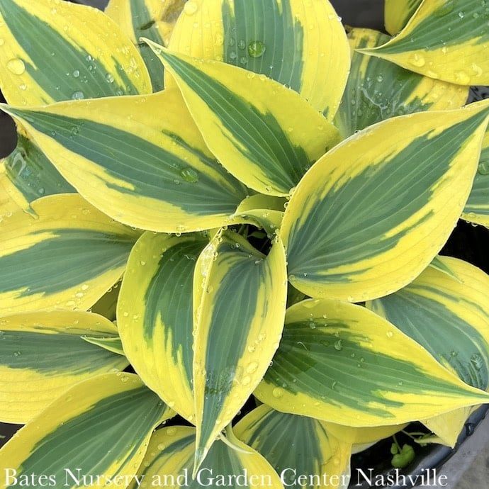 #1 Hosta x PW Shadowland Autumn Frost/ Variegated