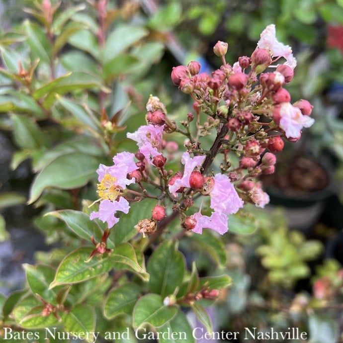 #2 Lagerstroemia Pink Pig/ Semi-dwarf Crape Myrtle