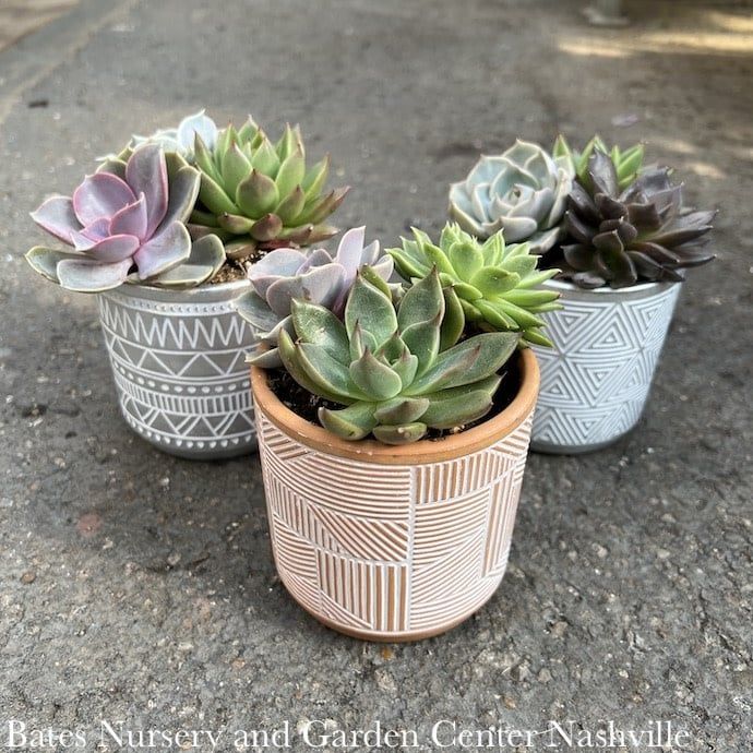 3.5P Austin Planter w/ Succulent Assortment