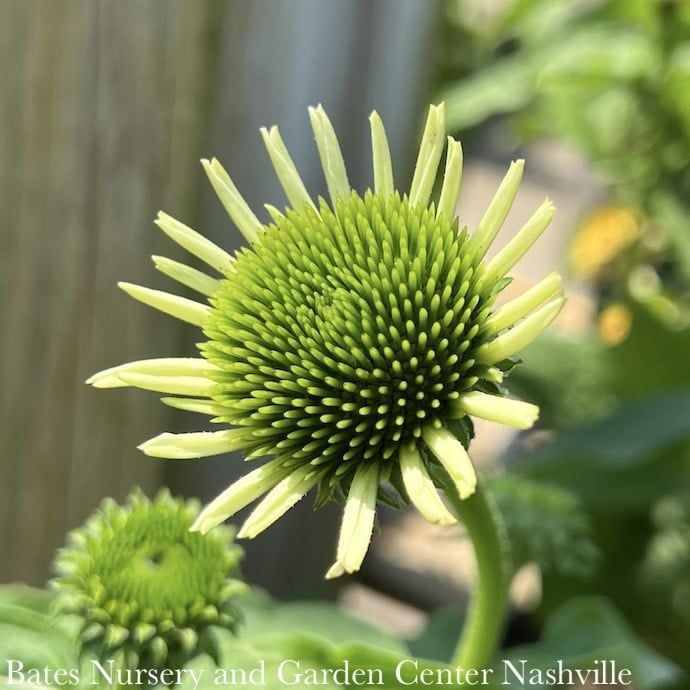 QP Echinacea pur White Swan/ Coneflower Native (TN)