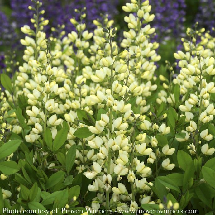 #1 Baptisia x PW Decadence &#39;Vanilla Cream&#39;/ False Indigo