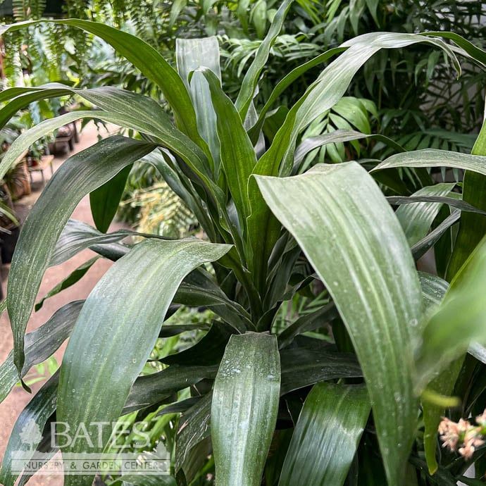 12p! Dracaena Hawaiian Emerald Cane 5ppp /Tropical