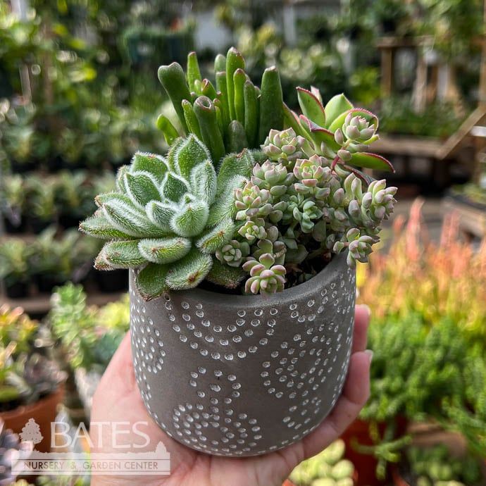 4.5P Dovah Pot w/ Succulent Assortment