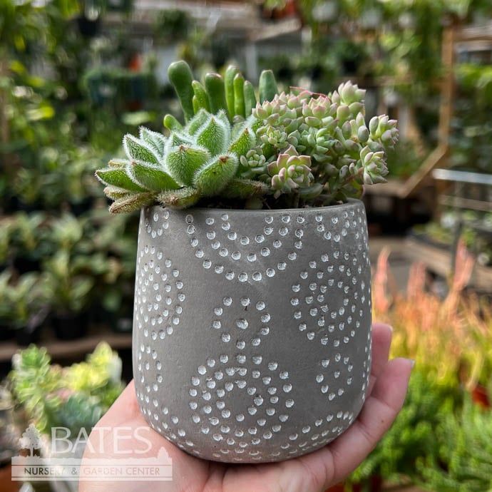 4.5P Dovah Pot w/ Succulent Assortment