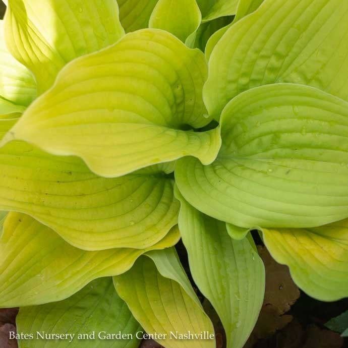 #1 Hosta x PW Shadowland Coast to Coast/ Gold