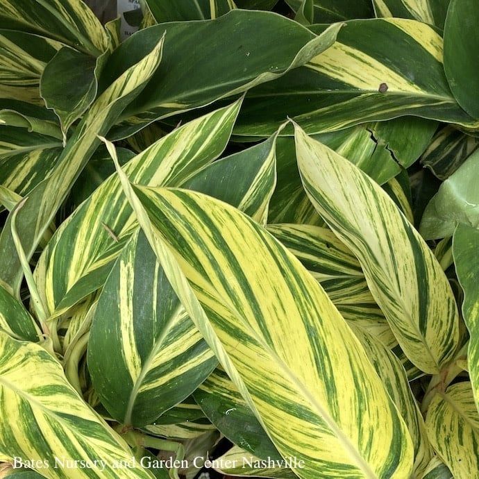 10p! Alpinia z / Ginger Variegated /Tropical