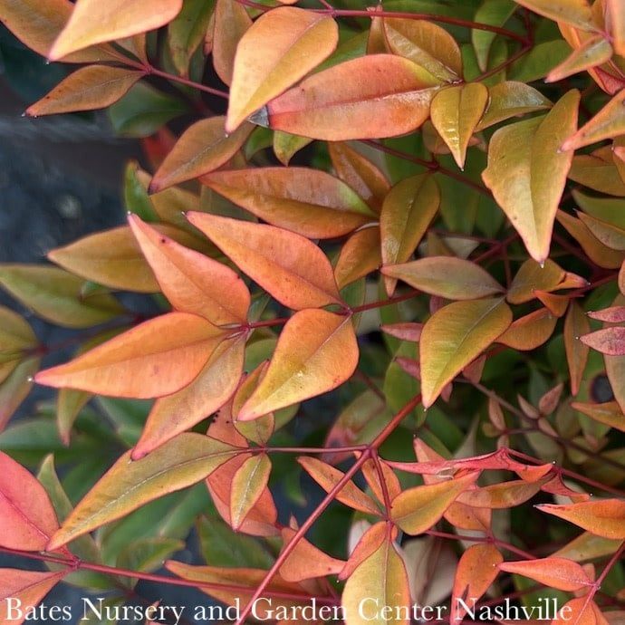 #2 Nandina dom FE Cool Glow &#39;Peach&#39;/ Heavenly Bamboo