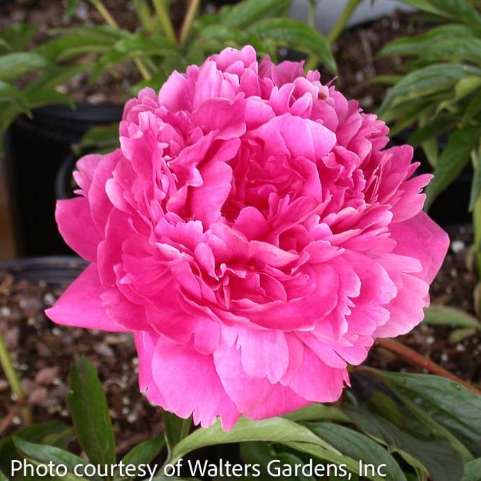 #2 Paeonia x Kansas/ Dbl Carmine Red Peony