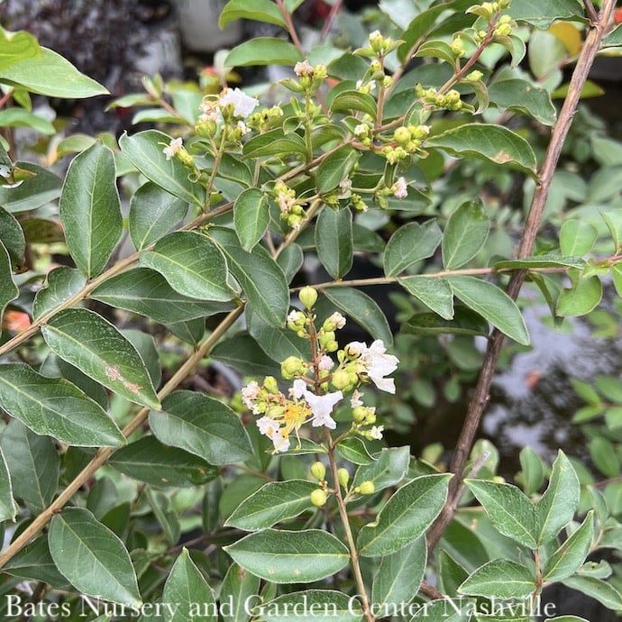 #3 Lagerstroemia x SL Early Bird &#39;White&#39;/ White Dwarf Crape Myrtle
