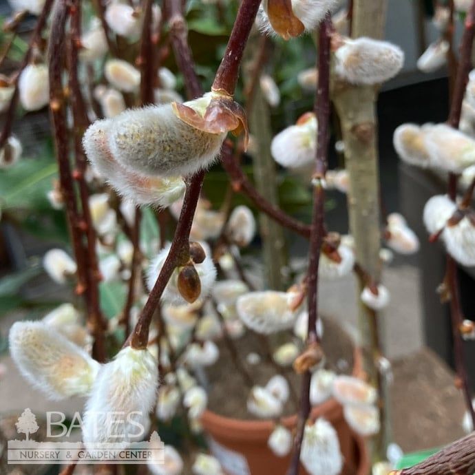 6p! Salix caprea/ Weeping Pussy Willow in Terra Pot /Tropical