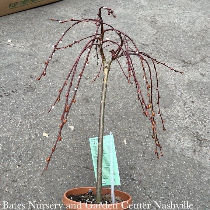 6p! Salix caprea/ Weeping Pussy Willow in Terra Pot /Tropical