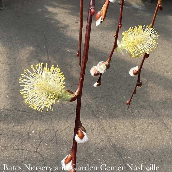 6p! Salix caprea/ Weeping Pussy Willow in Terra Pot /Tropical