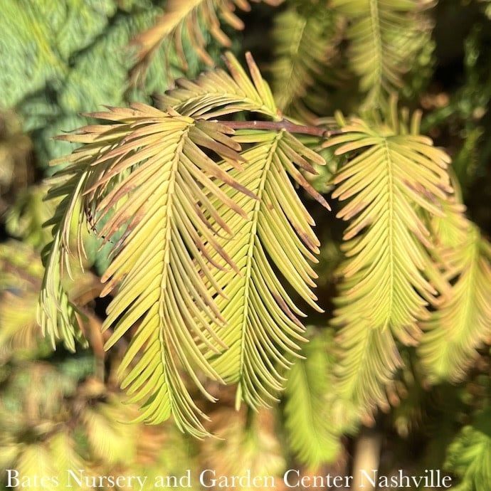 #6 Metasequoia glypto Amber Glow/ Dawn Redwood
