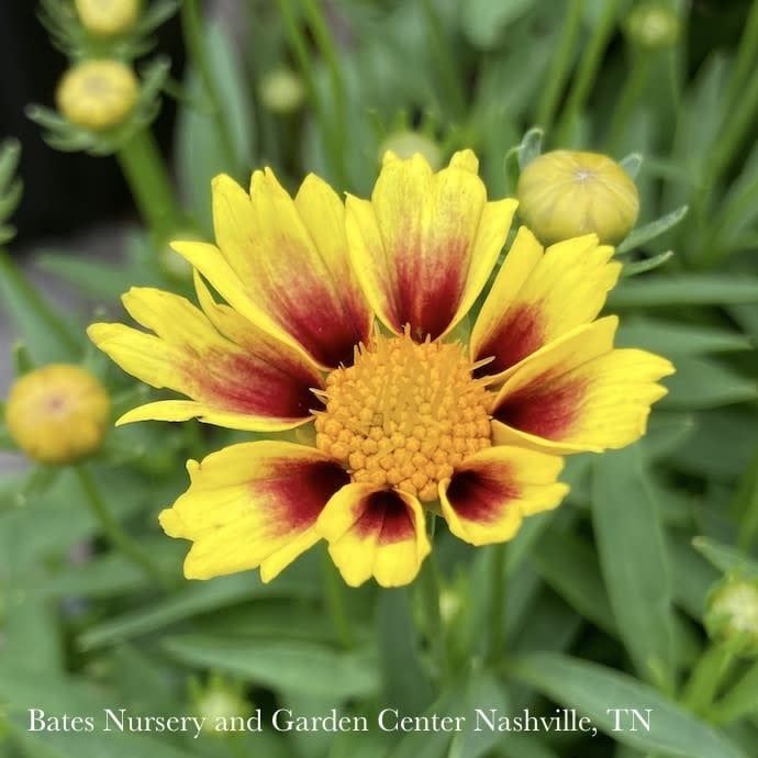 #1 Coreopsis x Li&#39;l Bang &#39;Enchanted Eve&#39;/ Compact Yellow and Red Tickseed