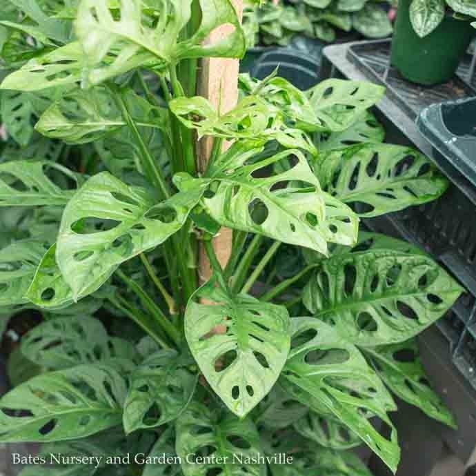 5p! Philodendron Swiss Cheese  /Monstera adonsonii /Split Leaf /Tropical