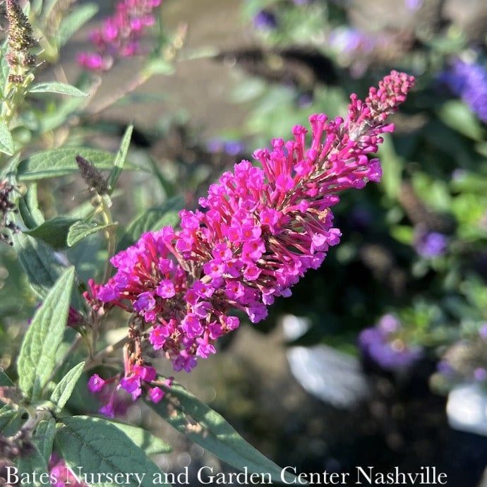 #3 Buddleia dav SL Butterfly Towers &#39;Magenta&#39;/ Butterfly Bush