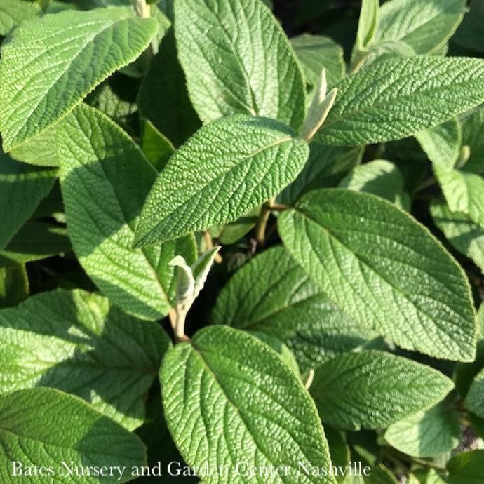 #7 Viburnum rhytidophyllum/ Leatherleaf Evergreen