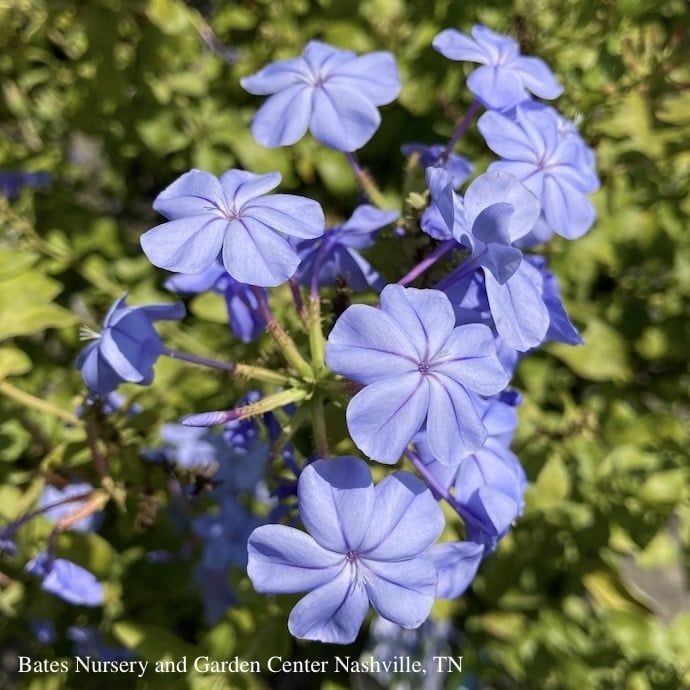 Tropical Topiary Patio Tree #5 Plumbago Royal Cape/ Blue - No Warranty