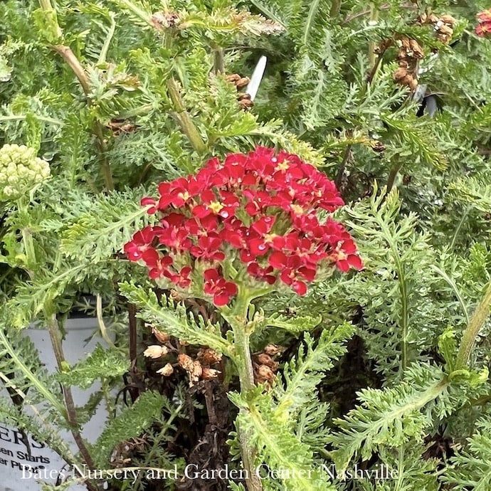 #1 Achillea mill Milly Rock &#39;Red&#39;/ Yarrow Native (TN)