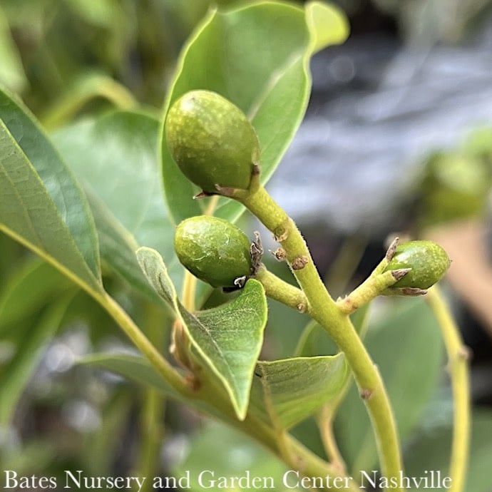 Tropical Edible #3 Persea americana &#39;Fantastic&#39;/ Avocado - No Warranty