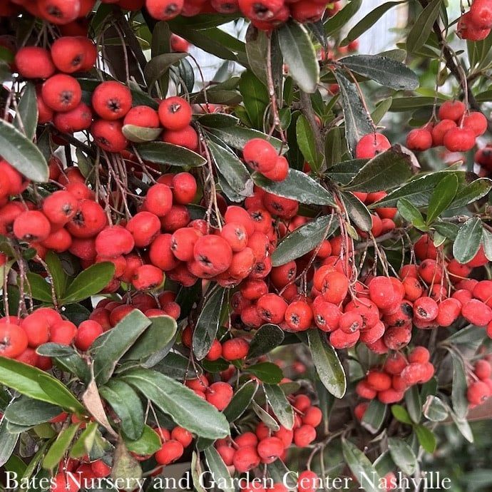 Topiary Staked #1 Pyracantha koid Victory/ Firethorn