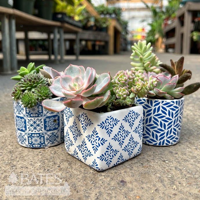3P Blue Tile Round/Square w/Succulents