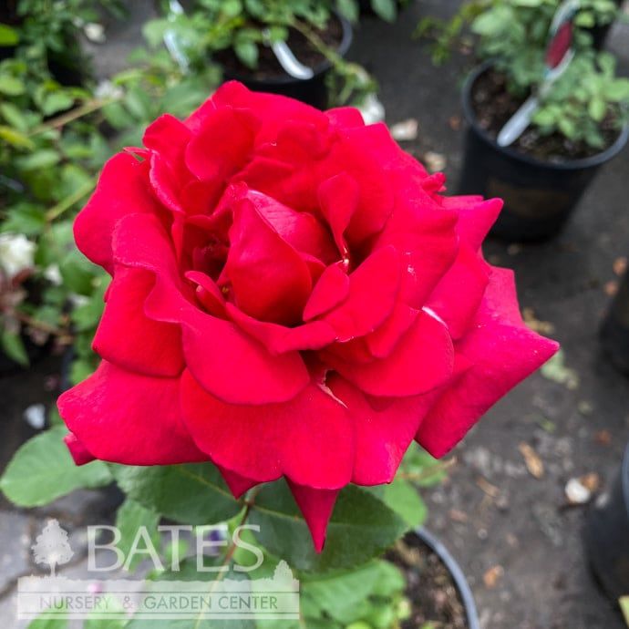 #3 Rosa Firefighter/ Red Hybrid Tea Rose - No Warranty