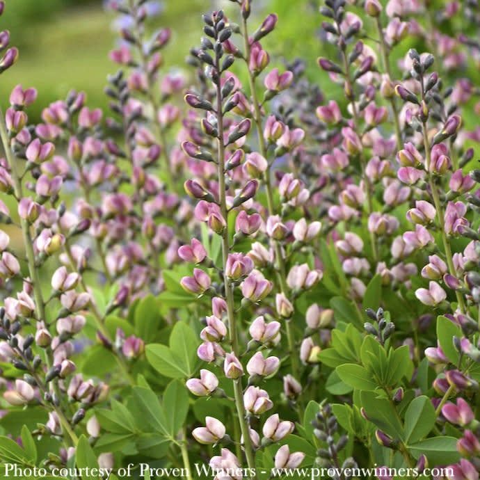#2 Baptisia x PW Decadence Deluxe 'Pink Truffles'/ False Indigo