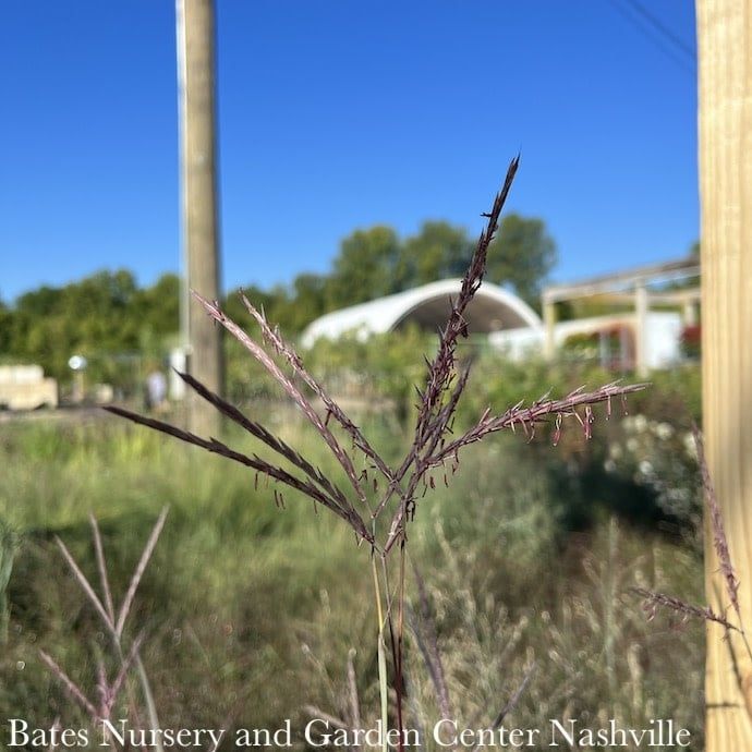 #1 Grass Andropogon ger Holy Smoke/ Big Bluestem Native (TN)