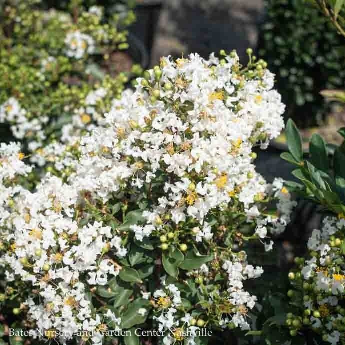 #2 Lagerstroemia Diamond Dazzle/ White Dwarf Crape Myrtle