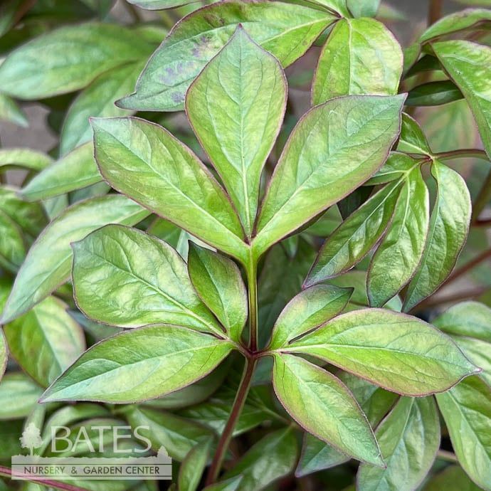 #3 Paeonia Red Magic/ Peony