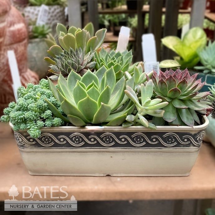 10P Corinthian Trough w/ Succulents