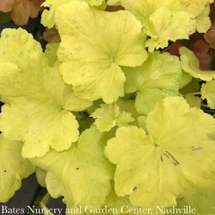 #1 Heuchera x Guacamole/ Coral Bells